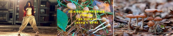 шишки Алексин